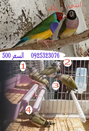 حضان جولدن فنش