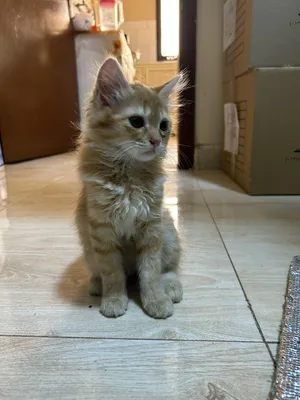 Persian kitten for adoption