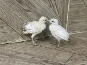 للبيع فروخ رومي تابع الوصف