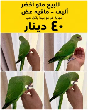 ببغاء الدرة أليف للبيع