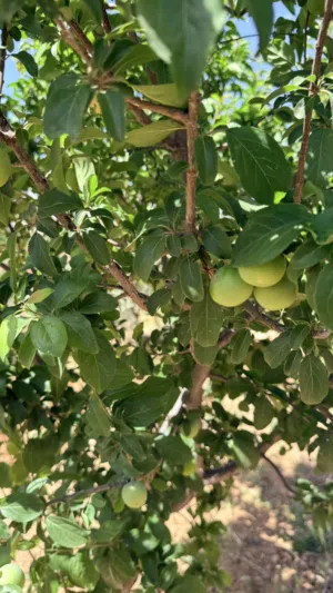 Farm Land for Sale in Jerash Unaybah