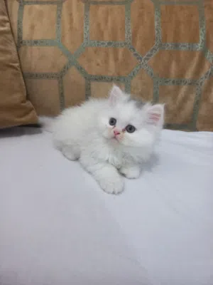 قطط شيرازي