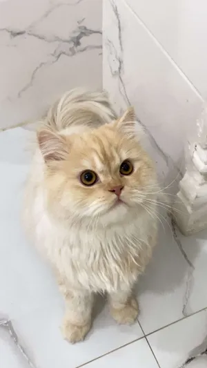 ‏أخرى‏1