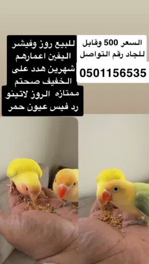 روز وفيشر  الوصف مهم