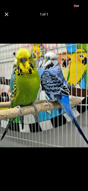 English Female budggie is required