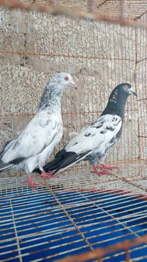 حمام باكستاني ب10