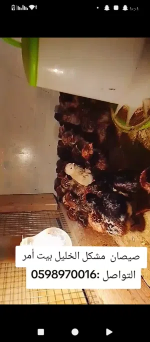 صيصان مشكل رقيبي فيومي بلدي براهما