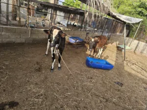 بقرة وبنتها