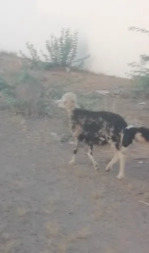 جاعده نجديه بكر