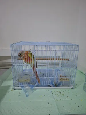 بغبغاء كونير