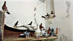 كوم حمام بسعر حرق اقرأ الوصف جيدا