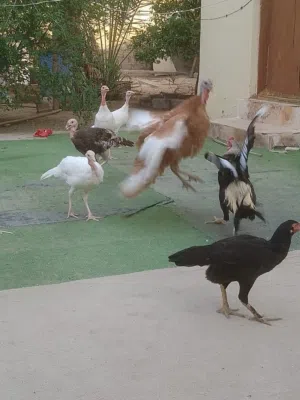دجاج بكستاني ورامي للبيع