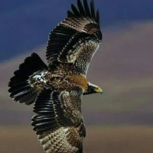 السعد السعد alhmd