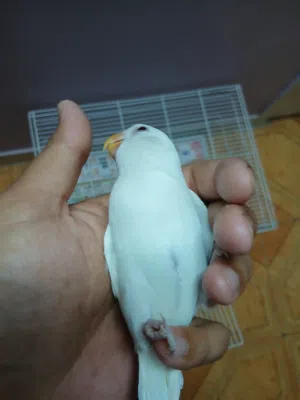 لوف بيرد ألبينو (روز) أليف جداً - مدرب هدد ولا يعض Elite Recall-Trained Albino Lovebird – Guarantee