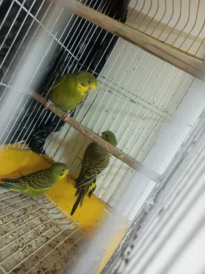 3طيور حب سعر 15قفل