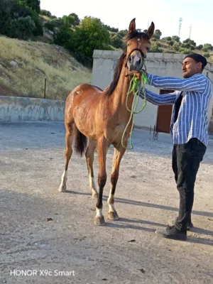 مهره عربيه بدون ورق