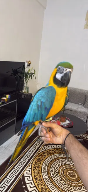 Blue and gold macow