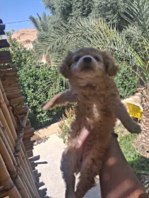 لولو فوكس للبيع واتس