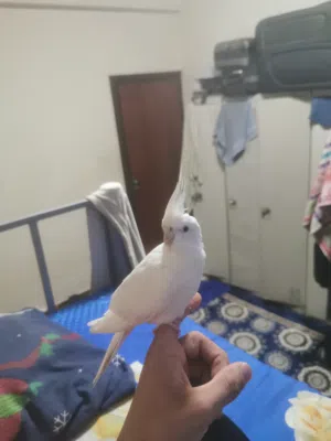 Cocktail pour animaux