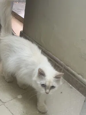 Cat for sale