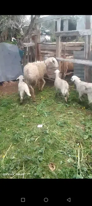 نعجه قبرصيه ريشة الحبه معها خرفان اثنين وعابوره عمرهن شهر ونص بصلاة ع النبي اللهم صلي ع سيدنا محمد