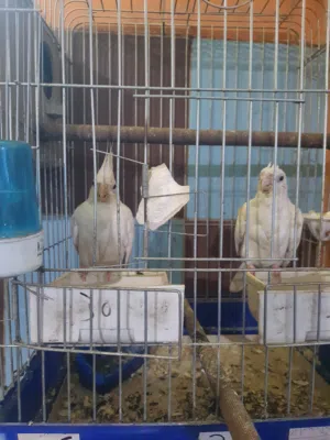 جوز ككتيل البينو مع فراخ عدد5 عمر 9 ايام