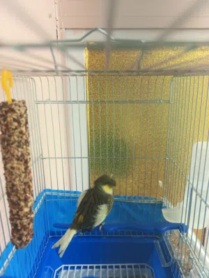 كناري امريكي