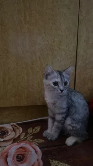تبني قطه مع كامل الاغراض