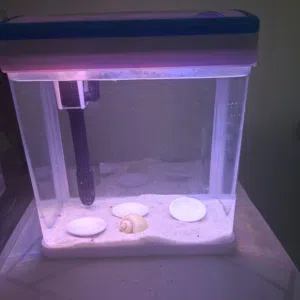 small tank for sale