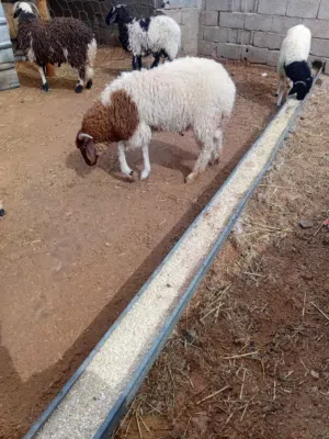 اضاحي البيع