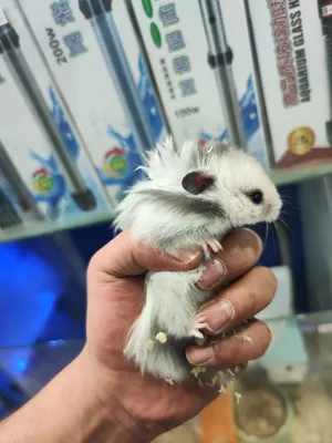 هامستر سوري مطعم انتاج مزارع وليس انتاج شخصي متوفر جميع الاكسسوارات المناسبه للهامستر