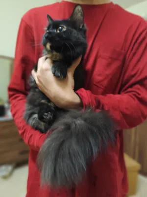 free female calico Scottish cat