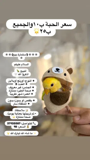 للبيع مجموعة من طيور الحب