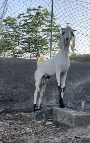 للبيع تيس باكستاني اصل مستوى ممتاز جدا