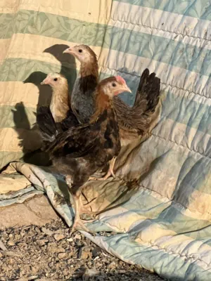 بسم الله متاح ثلاث قطع كويتيه