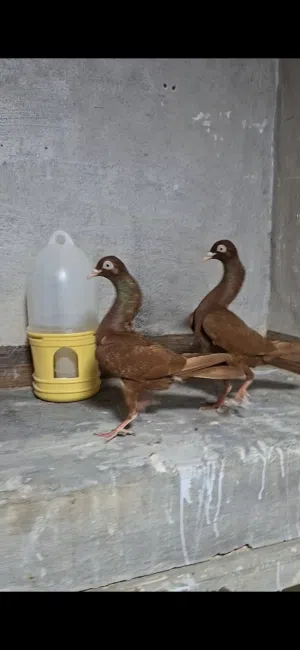 جوز شيكرات هزه قويه