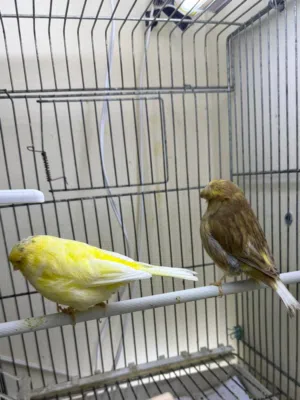 زوج كناري جلوستر منتج  Gloster Canary Pair for Sale – 2025