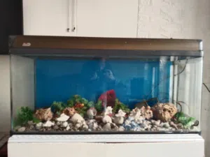 حوض سمك  سيكوريت