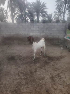 اسخله باكستانيه بكر