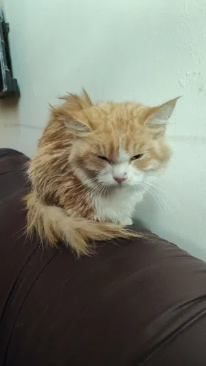 Lost cat for adoption only