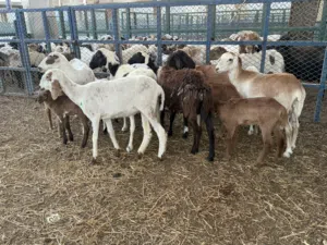 حلال تربيه مع صغاريه
