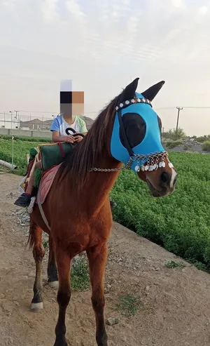 ‏خيل‏0