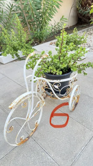 Outdoor Plants and Pots