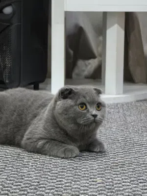 Scottish Folded Ears