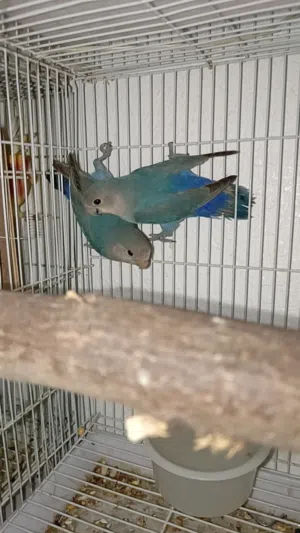 زوج روز منتج