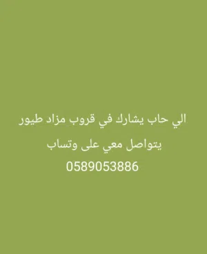 لوبيرد لون اصفر راس برتقالي عيون حمر