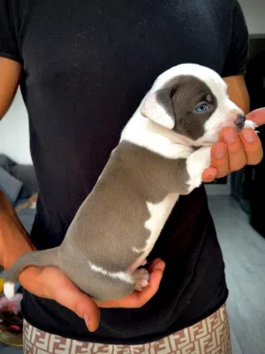 Pure Pitbull Puppy Available متوفر جرو بيتبول بيور