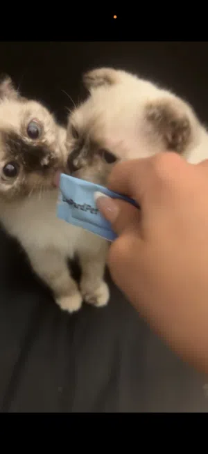 scottish fold kitten