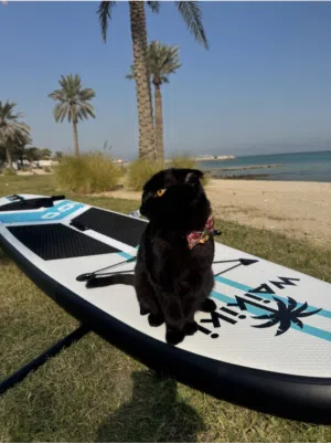 Paddle board