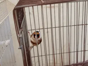 جوز حسون ترابي